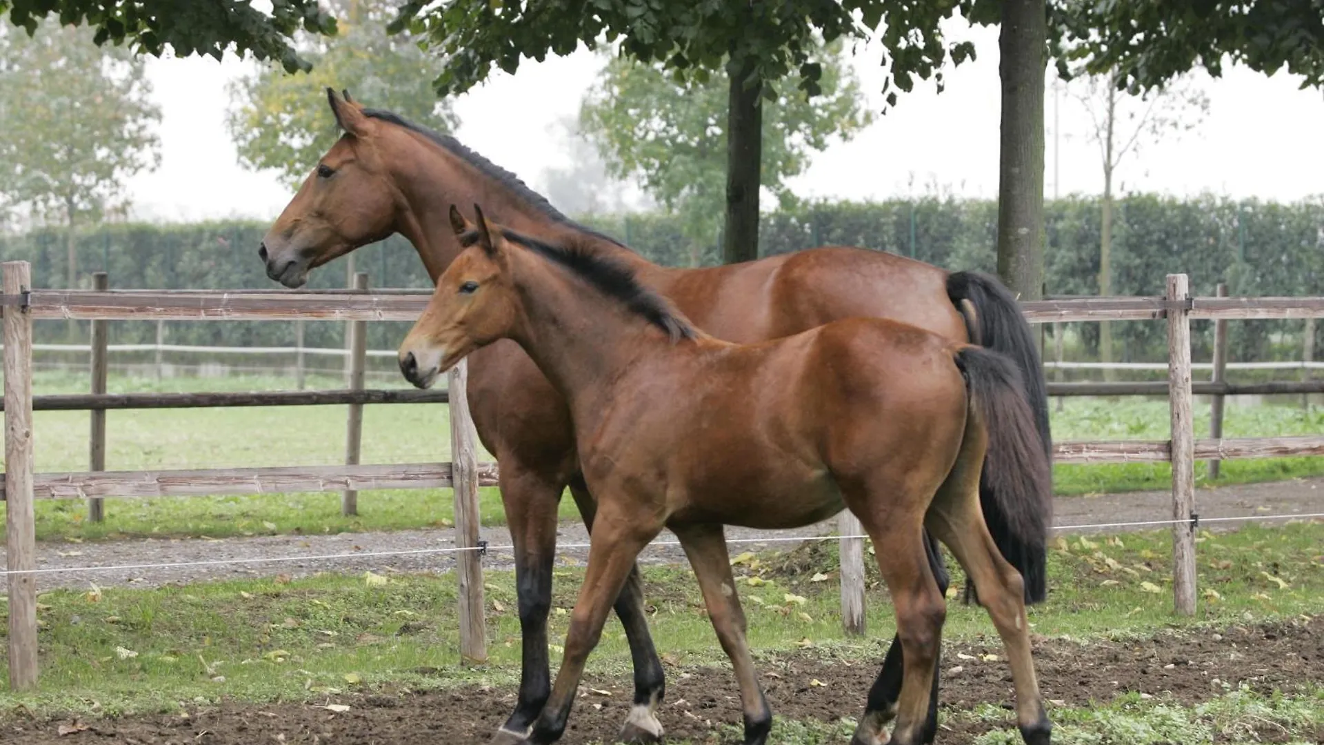 Bed & Breakfast San Giacomo Horses & Agriturismo Arluno