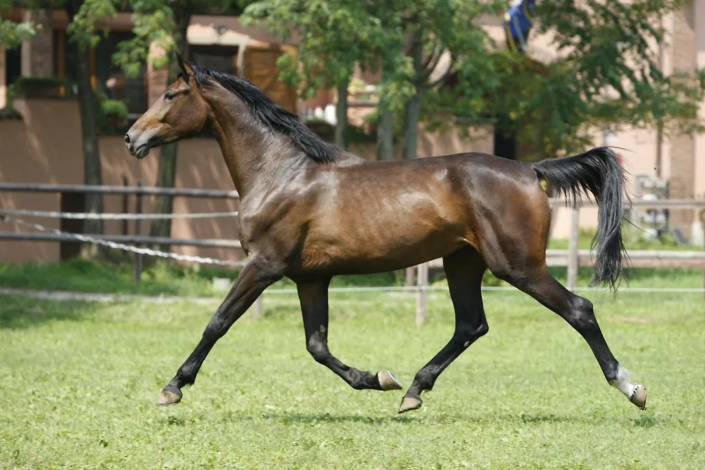 San Giacomo Horses & Agriturismo Arluno