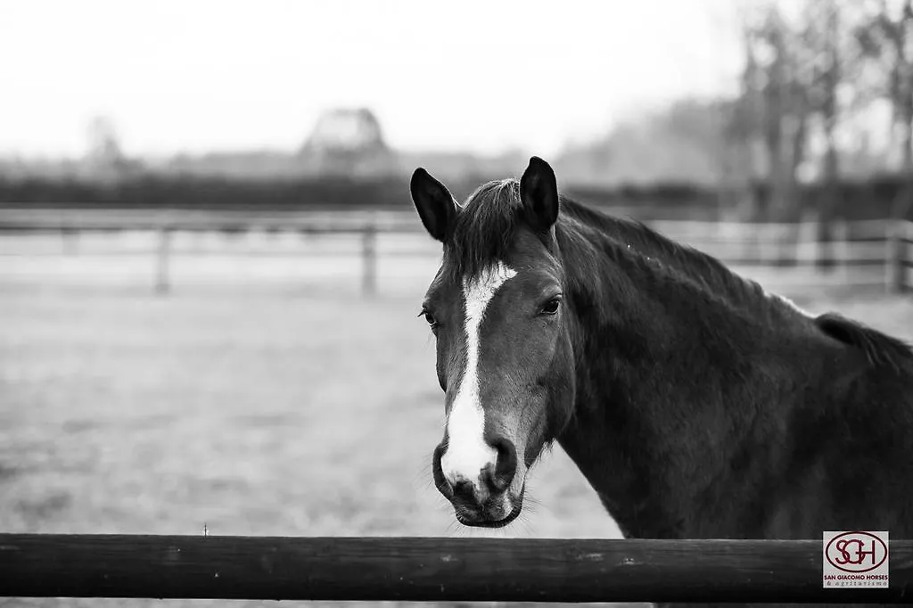 Bed & Breakfast San Giacomo Horses & Agriturismo Arluno