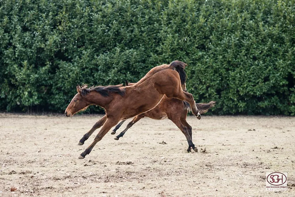 Bed & Breakfast San Giacomo Horses & Agriturismo Arluno