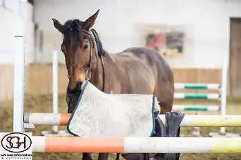 San Giacomo Horses & Agriturismo Arluno Bed & Breakfast