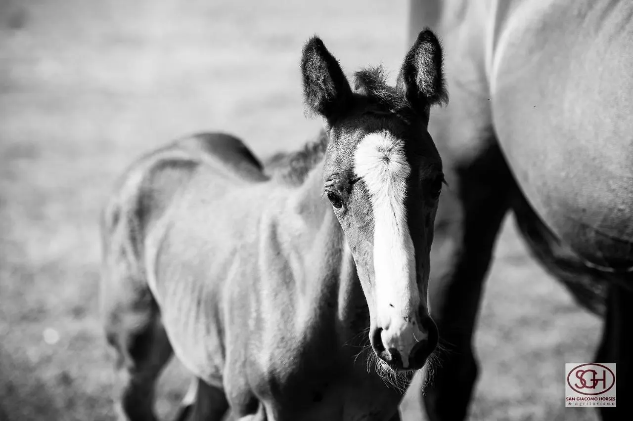 San Giacomo Horses & Agriturismo Arluno